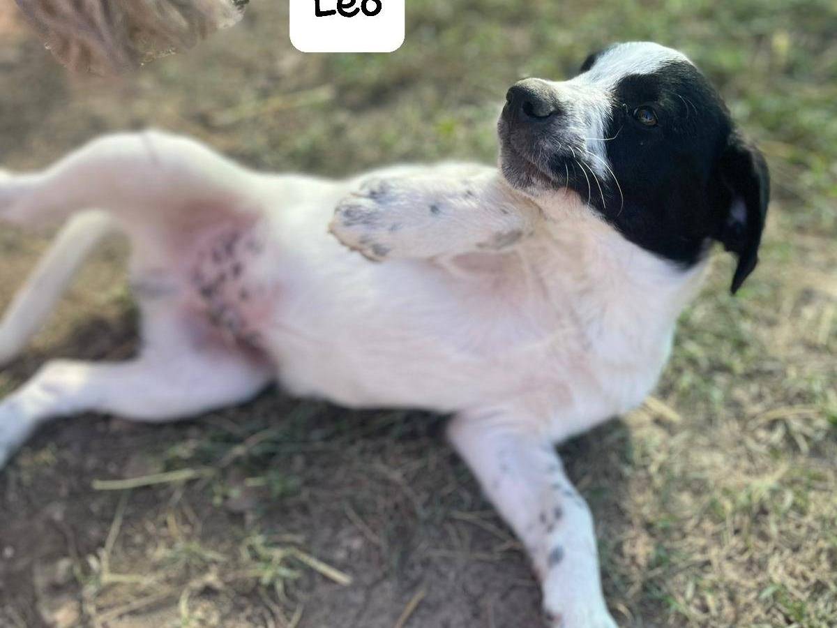 Adotta un cane, maschio, 4 mesi, Frosinone