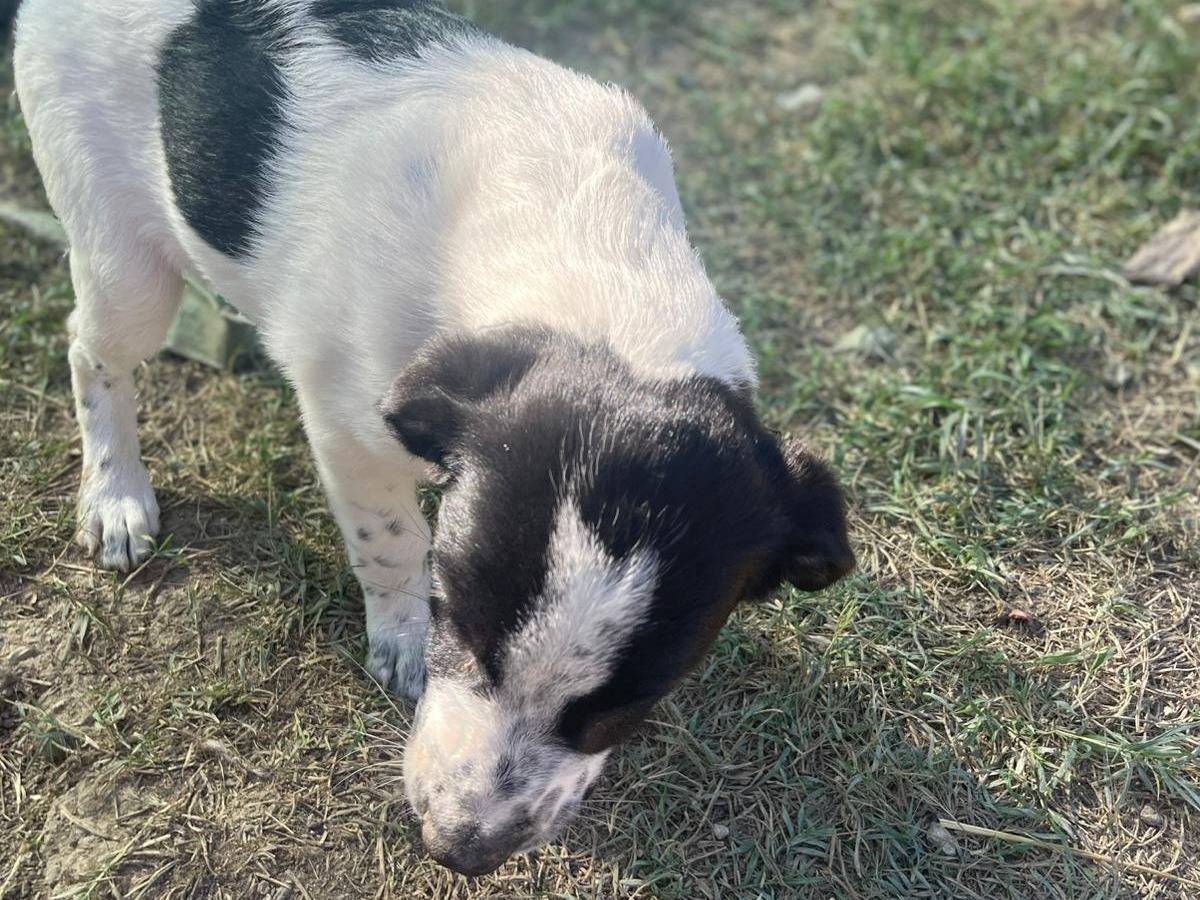 Adotta un cane, taglia media, maschio, Frosinone