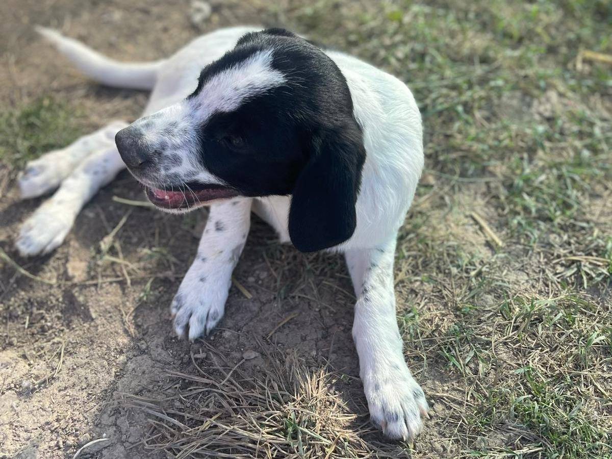 Vuoi adottare un cane a Frosinone?
