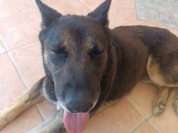 Vuoi adottare un cane a Latina?