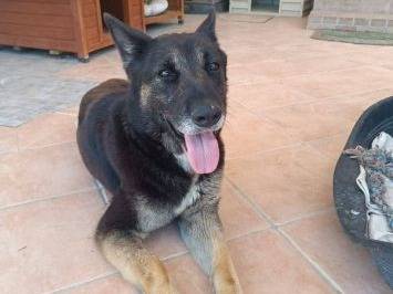 Adotta il cane Bella a Latina