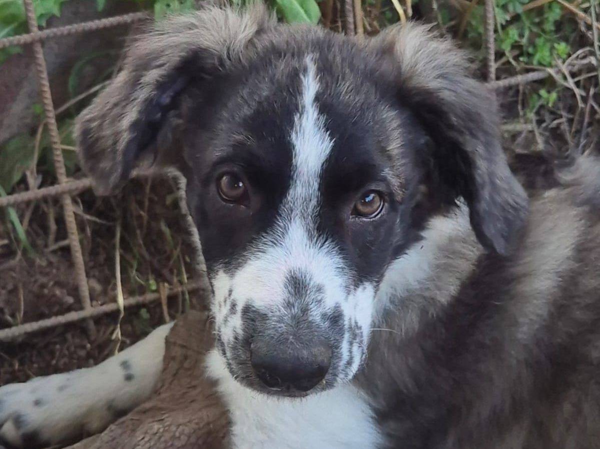 Adozione cane, femmina, Razza sconosciuta Razza sconosciuta, 4 mesi, taglia media, Frosinone