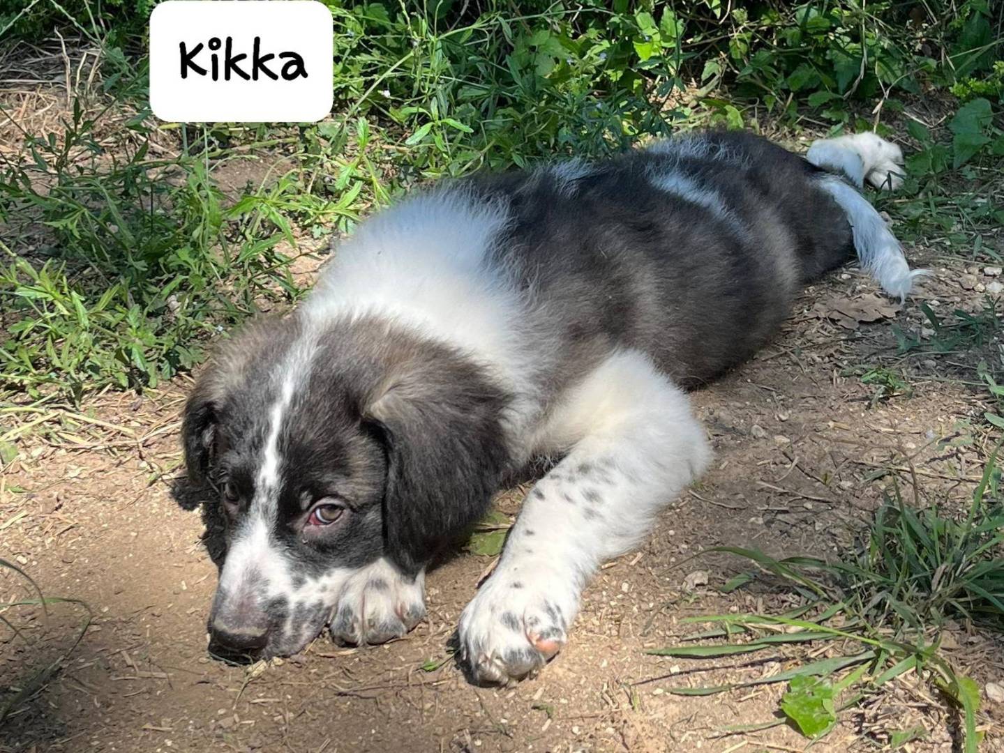 Adotta un cane, femmina, 4 mesi, Frosinone