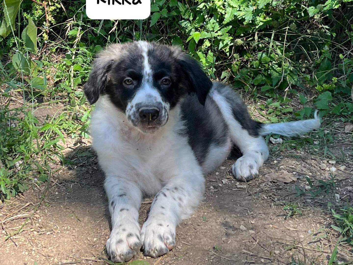 Vuoi adottare un cane a Frosinone?