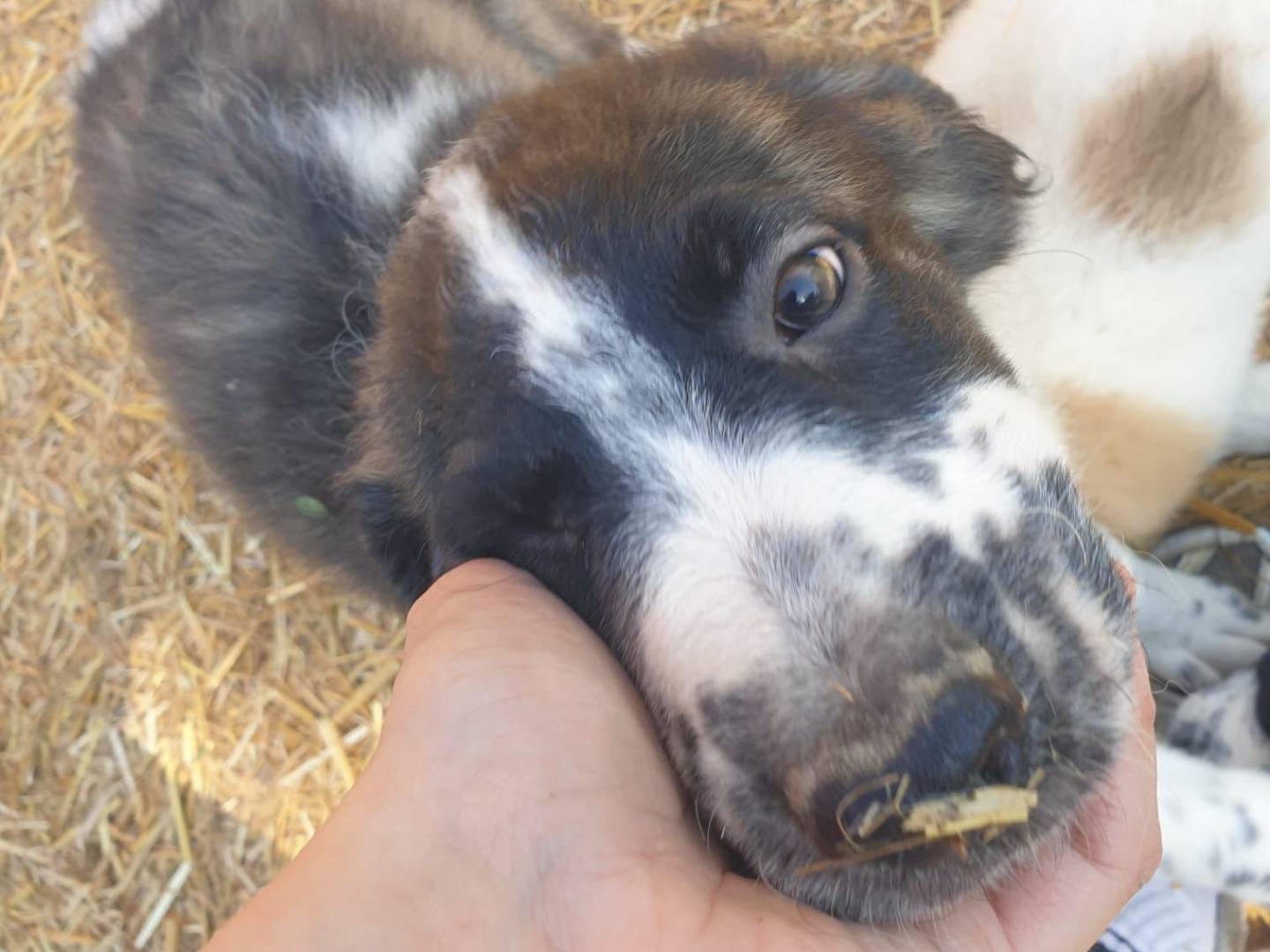 Adotta il cane Kikka a Frosinone