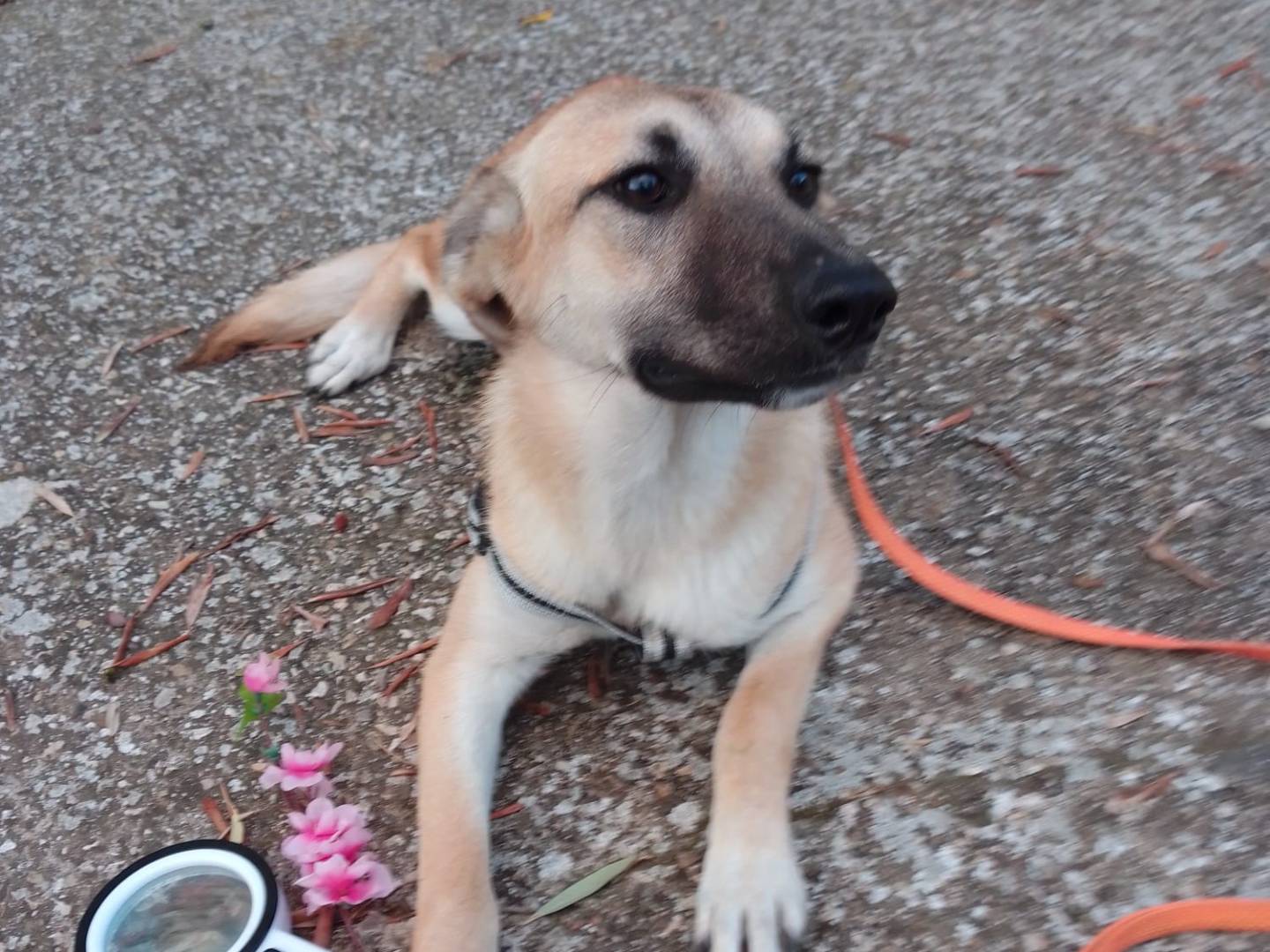 Adozione cane, femmina, Razza sconosciuta Razza sconosciuta, 9 mesi, taglia media, Avellino