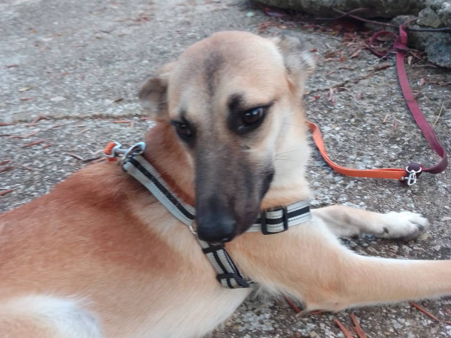 Adotta un cane, femmina, 9 mesi, Avellino