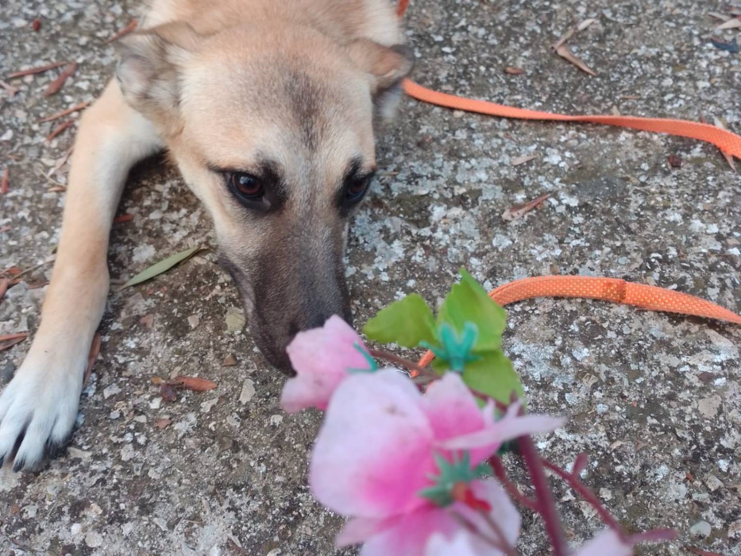 Adotta un cane, taglia media, femmina, Avellino