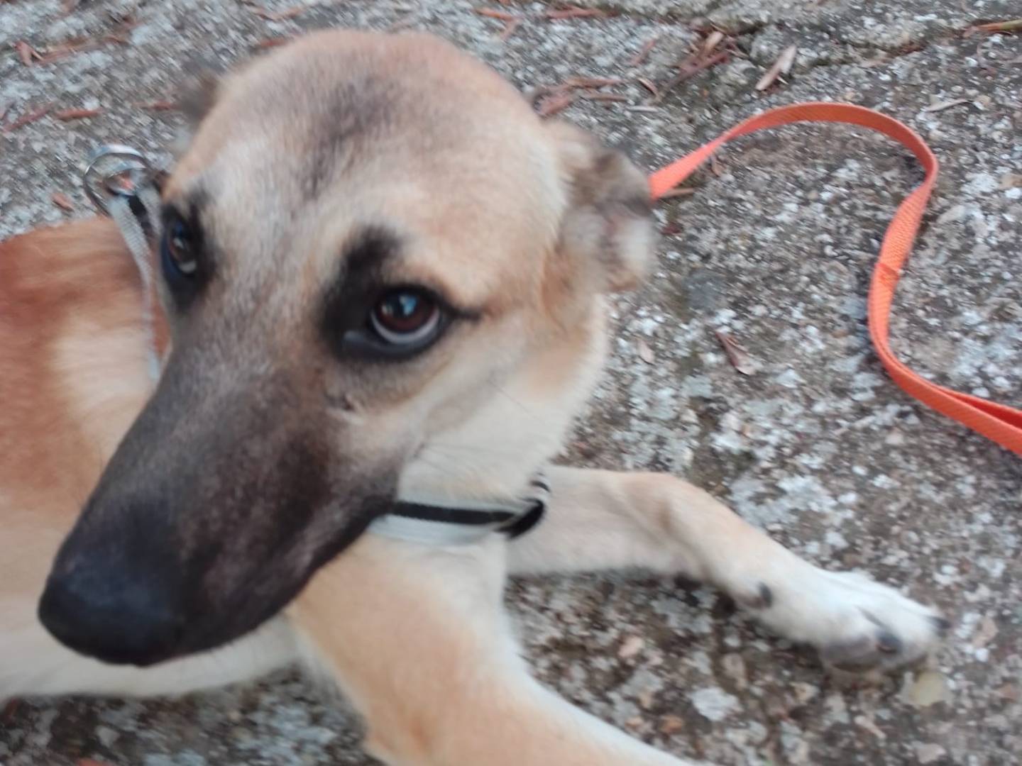 Vuoi adottare un cane a Avellino?