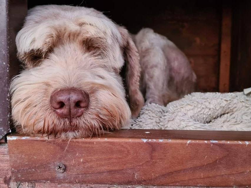 Adozione cane, maschio, Lagotto Razza sconosciuta, 11 anni e 8 mesi, taglia media contenuta, Latina