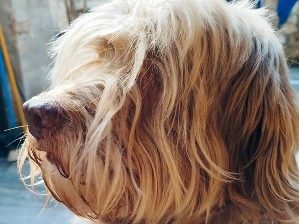 Adotta un cane, taglia media contenuta, maschio, Latina