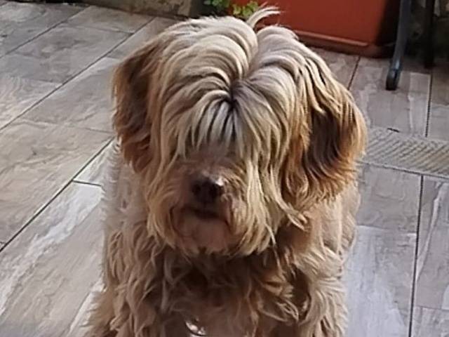 Vuoi adottare un cane a Latina?