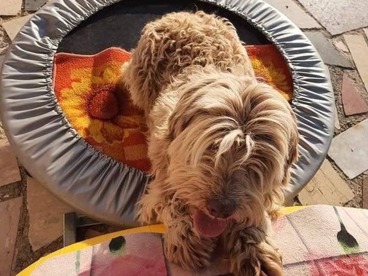 Adotta il cane Gigi a Latina