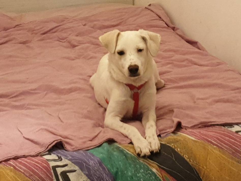 Vuoi adottare un cane a Firenze?