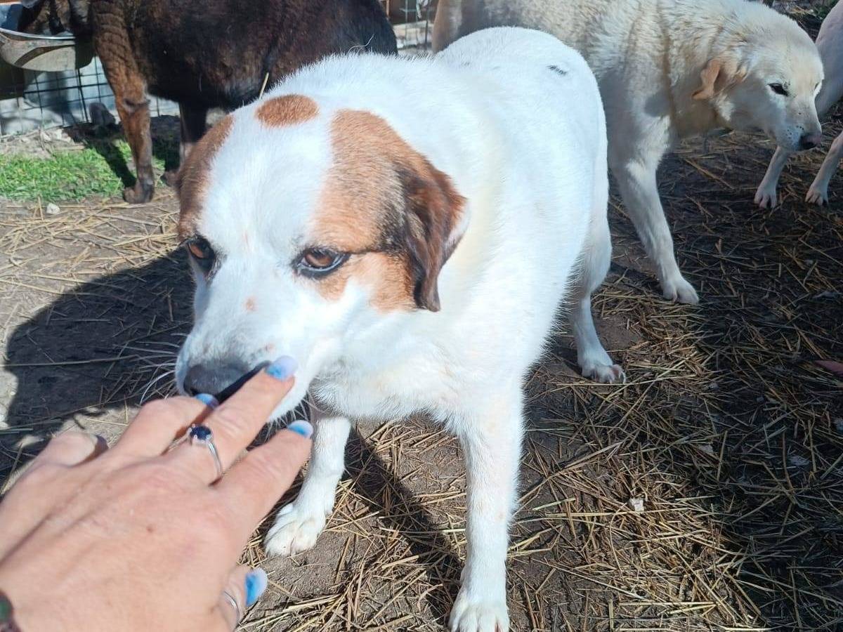 Foto 3 dell'animale