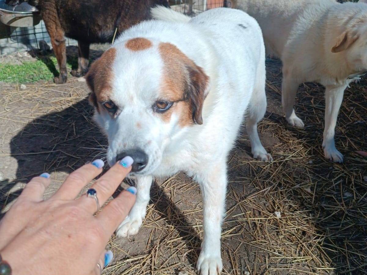 Vuoi adottare un cane a Latina?