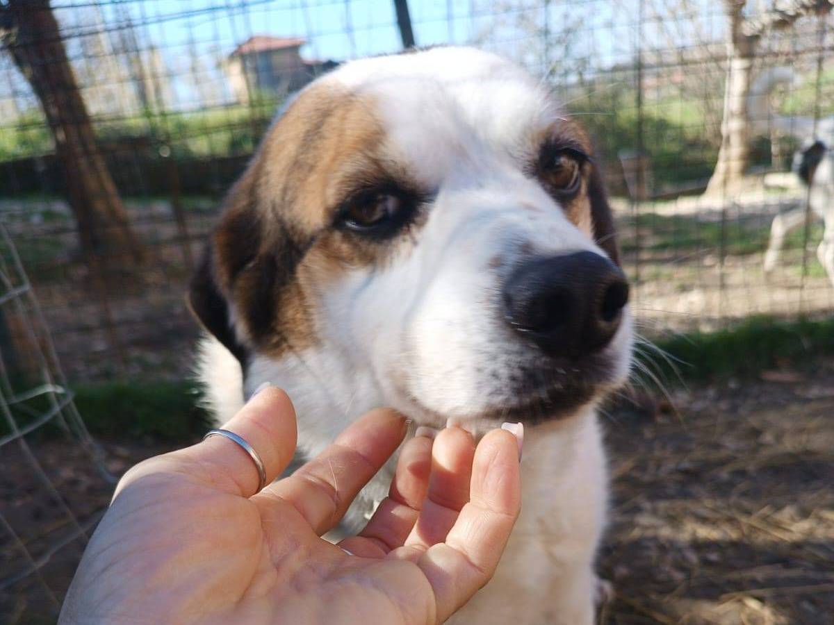 Adotta il cane Ciambella a Latina