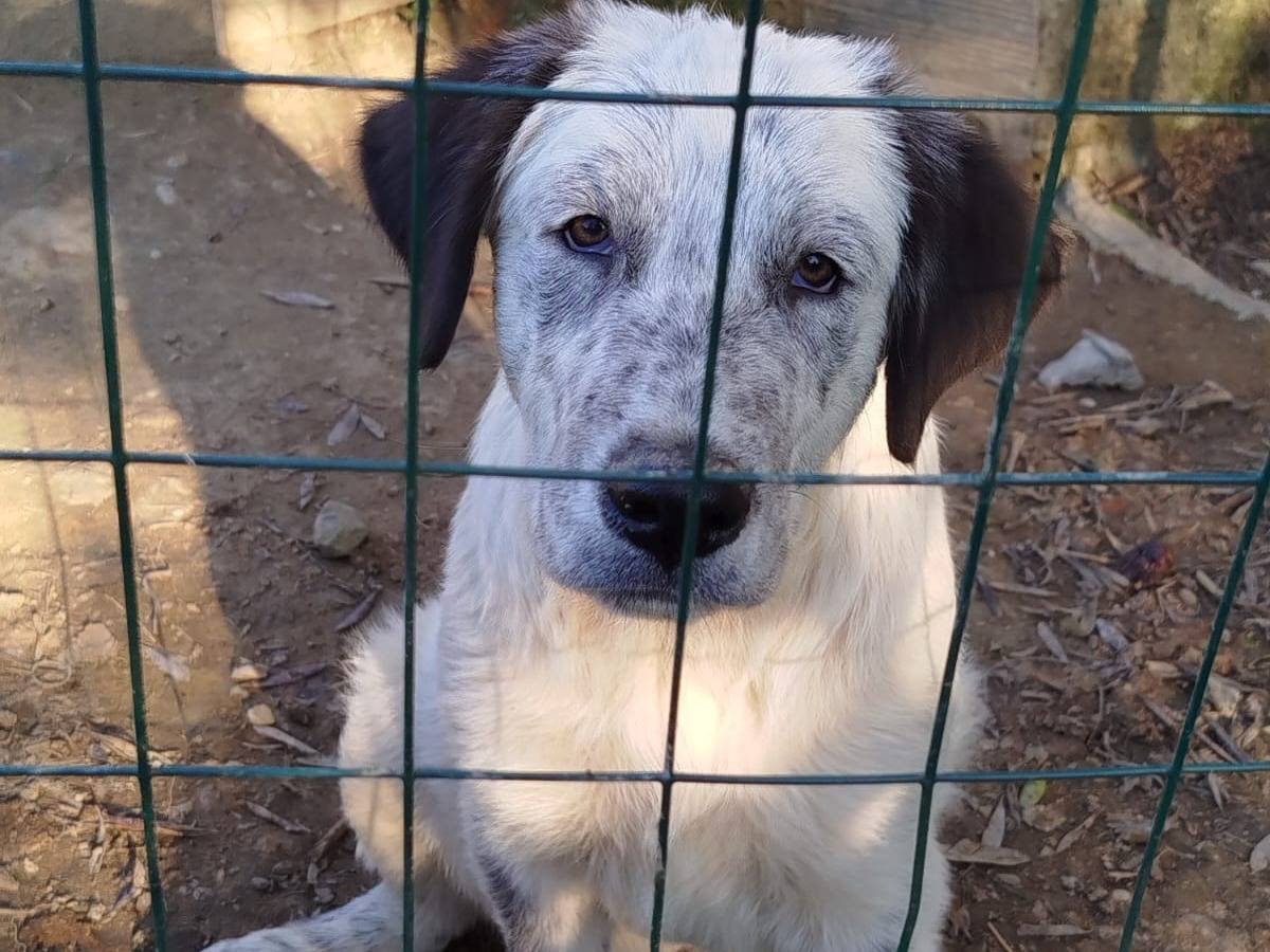 Adozione cane, maschio, Razza sconosciuta Razza sconosciuta, 4 mesi, taglia gigante, Siena