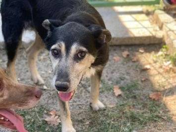 Adozione cane, maschio, Razza sconosciuta Razza sconosciuta, 10 anni e 9 mesi, taglia media contenuta, Frosinone