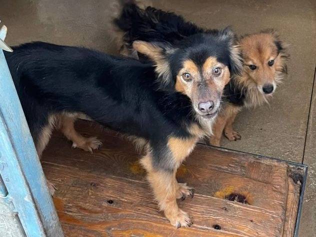 Vuoi adottare un cane a Frosinone?