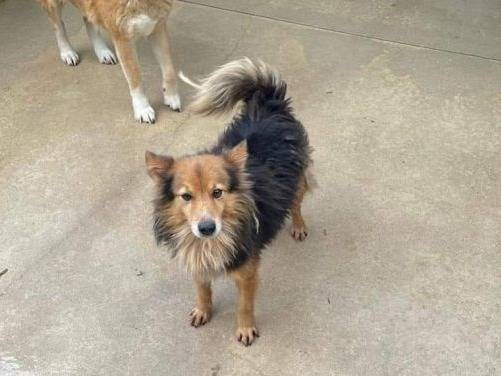 Adotta il cane Cip e Ciop a Frosinone