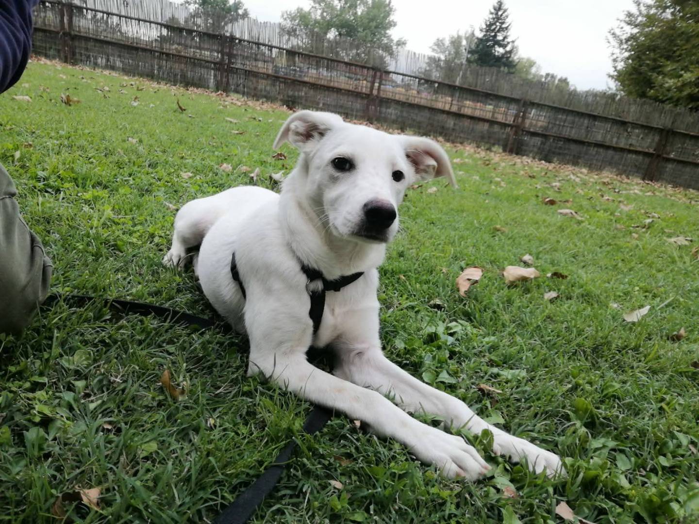 Adozione cane, femmina, Razza sconosciuta Razza sconosciuta, 6 mesi, taglia media, Firenze