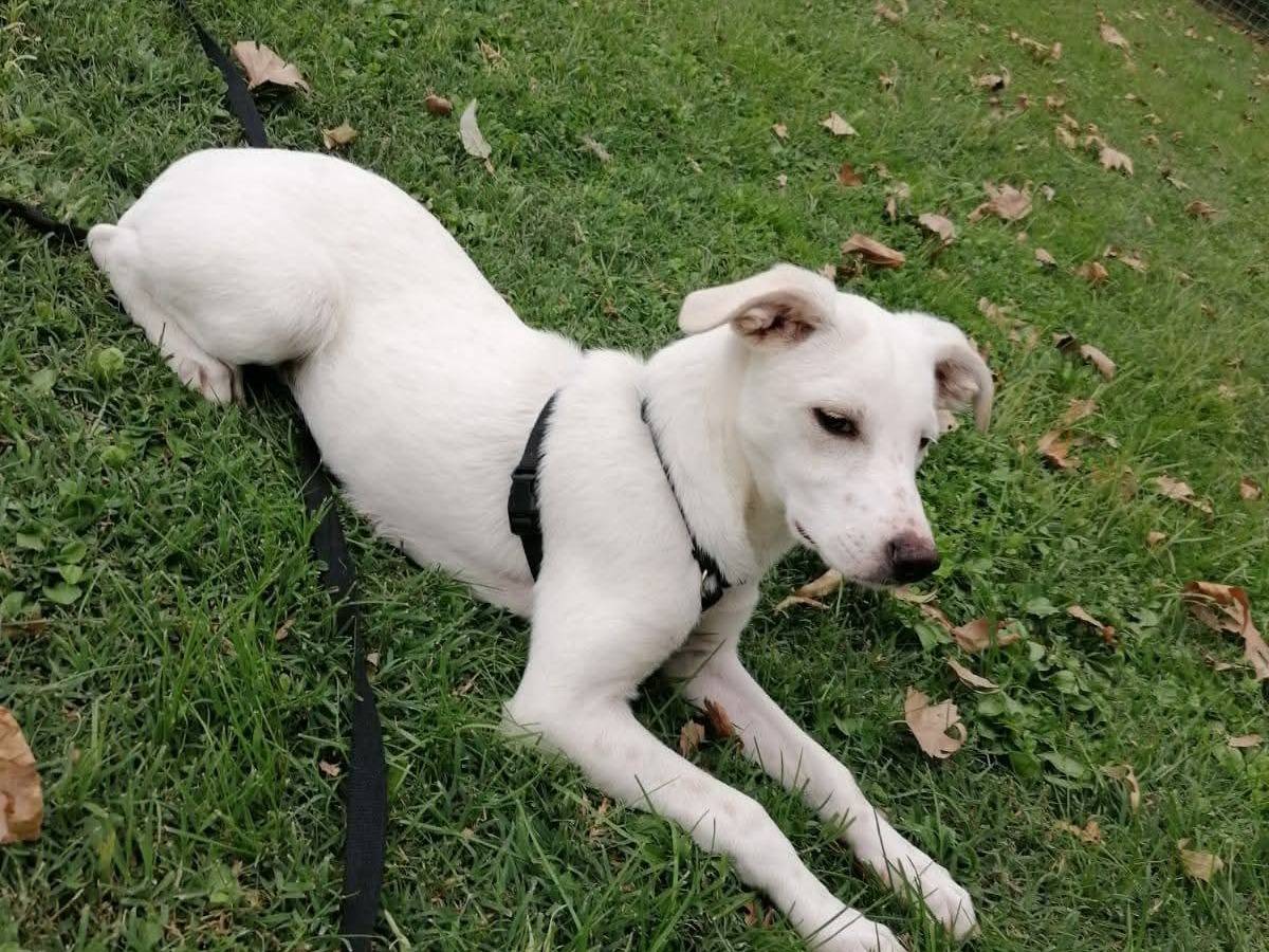 Adotta un cane, femmina, 6 mesi, Firenze