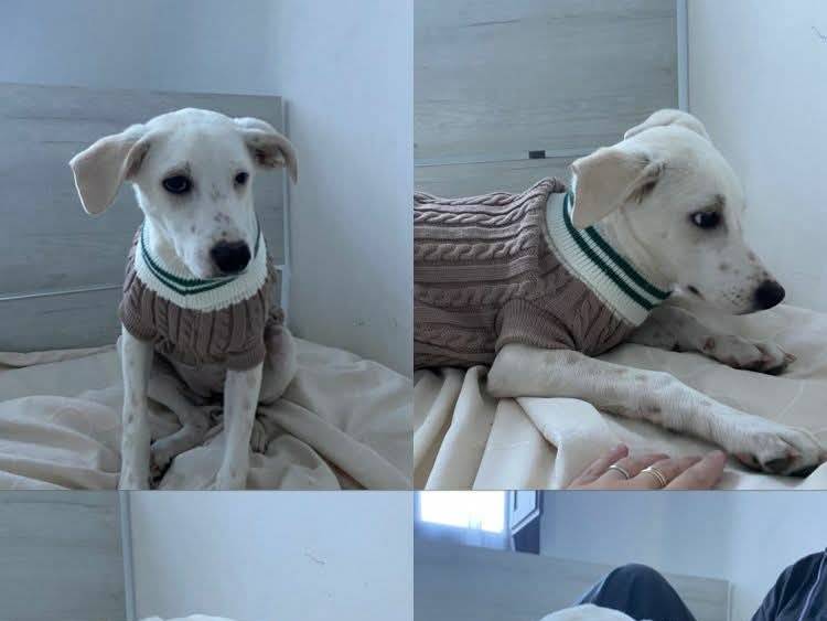 Vuoi adottare un cane a Firenze?