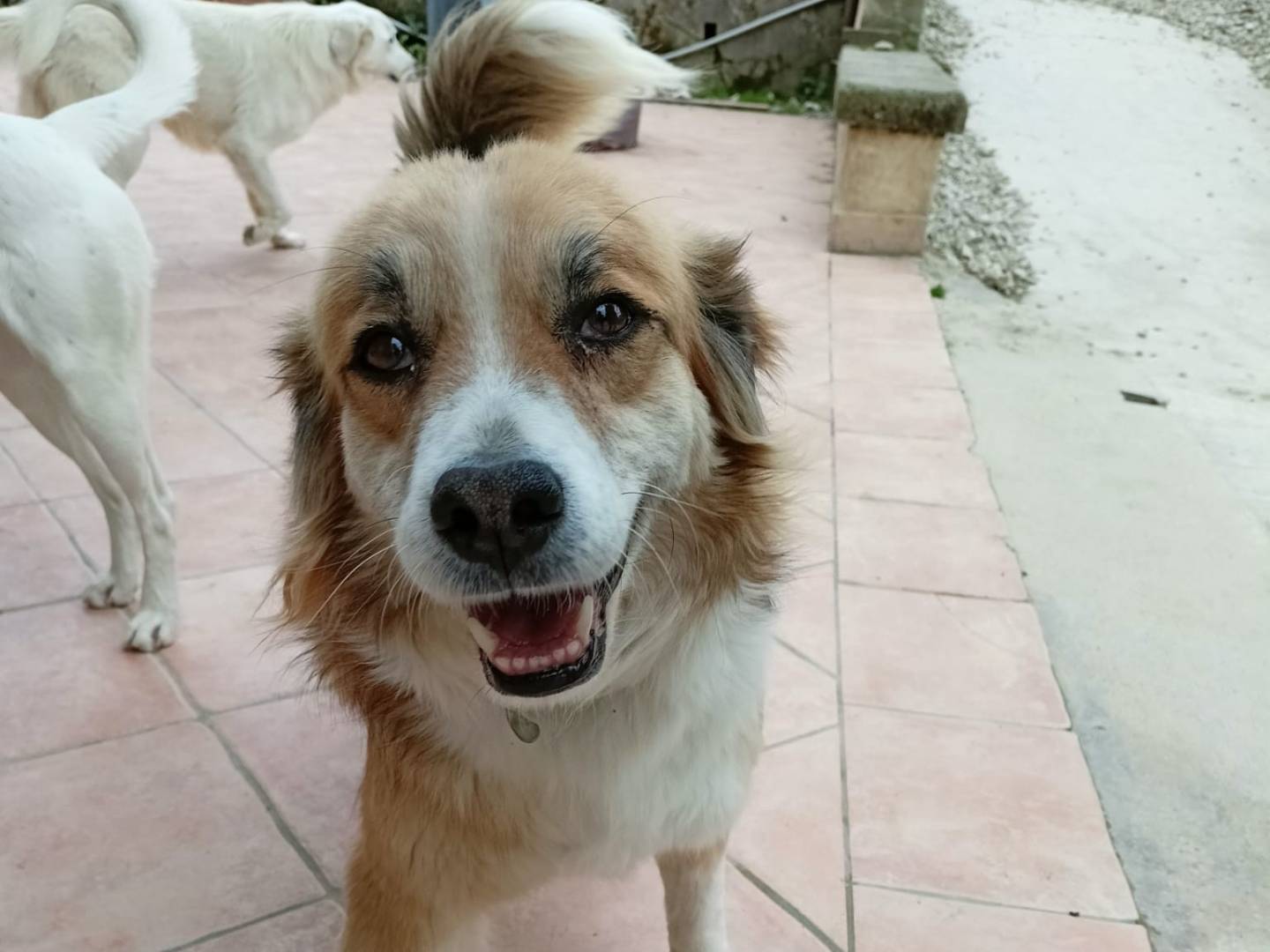 Adozione cane, maschio, Razza sconosciuta Razza sconosciuta, 6 anni e 8 mesi, taglia media, Latina