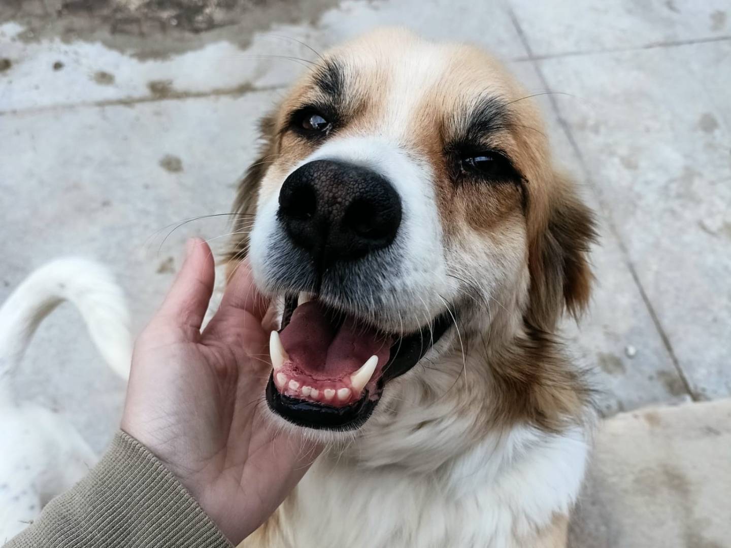 Adotta un cane, maschio, 6 anni e 8 mesi, Latina