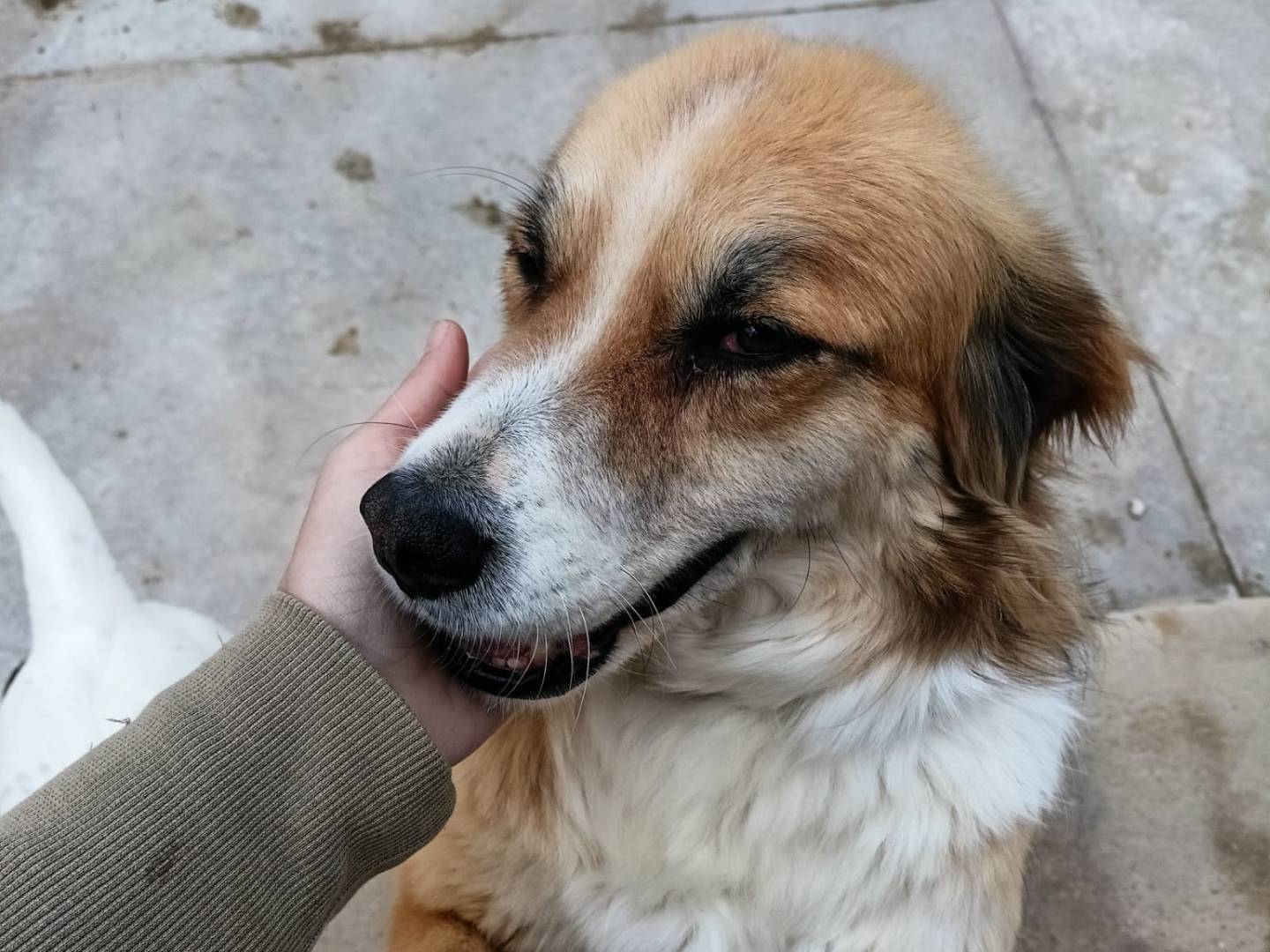 Adotta un cane, taglia media, maschio, Latina