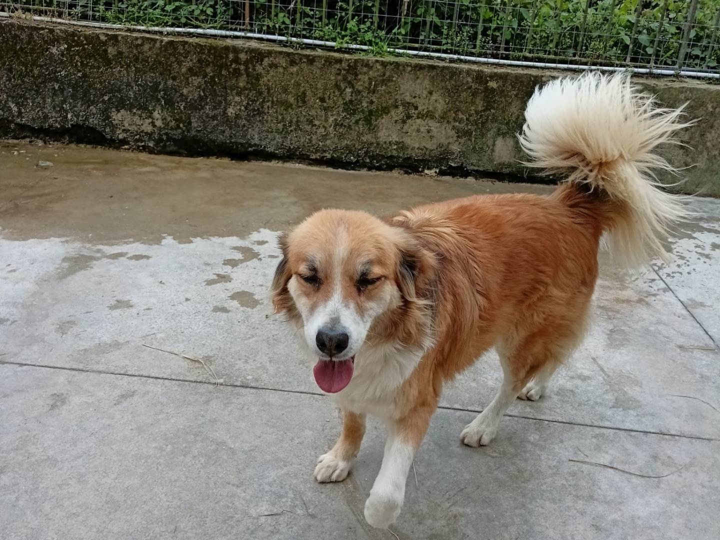 Vuoi adottare un cane a Latina?