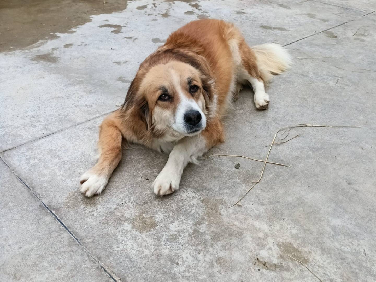Adotta il cane Aniello  a Latina