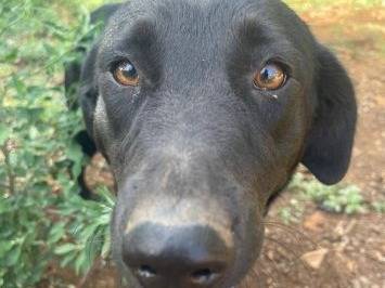Adozione cane, femmina, Labrador Retriever Labrador Retriever, 3 anni e 9 mesi, taglia media, Frosinone
