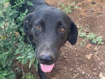 Adotta un cane, femmina, 3 anni e 9 mesi, Frosinone