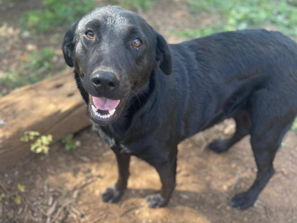 Adotta un cane, taglia media, femmina, Frosinone