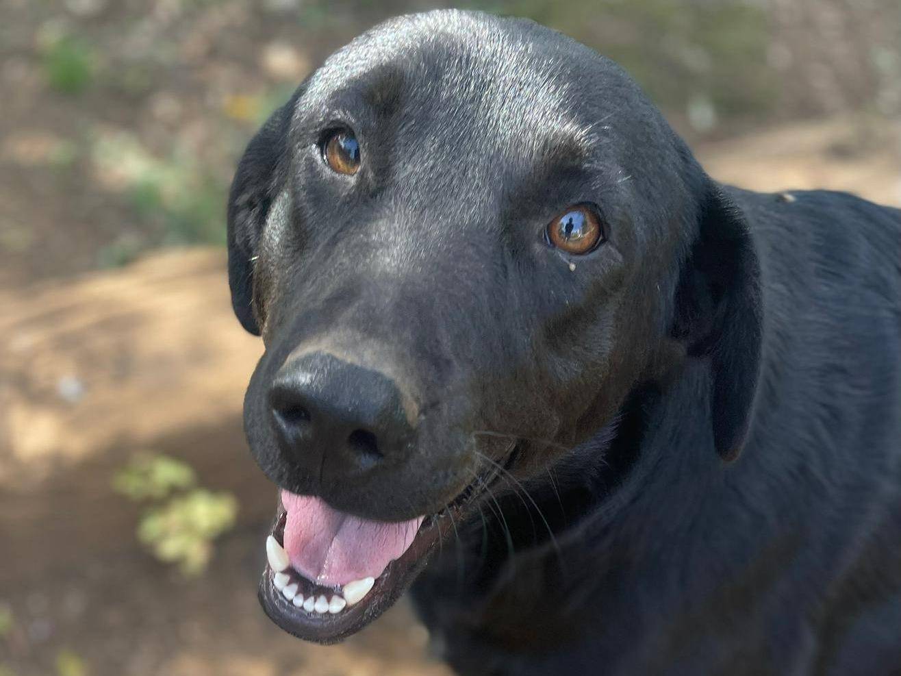 Vuoi adottare un cane a Frosinone?