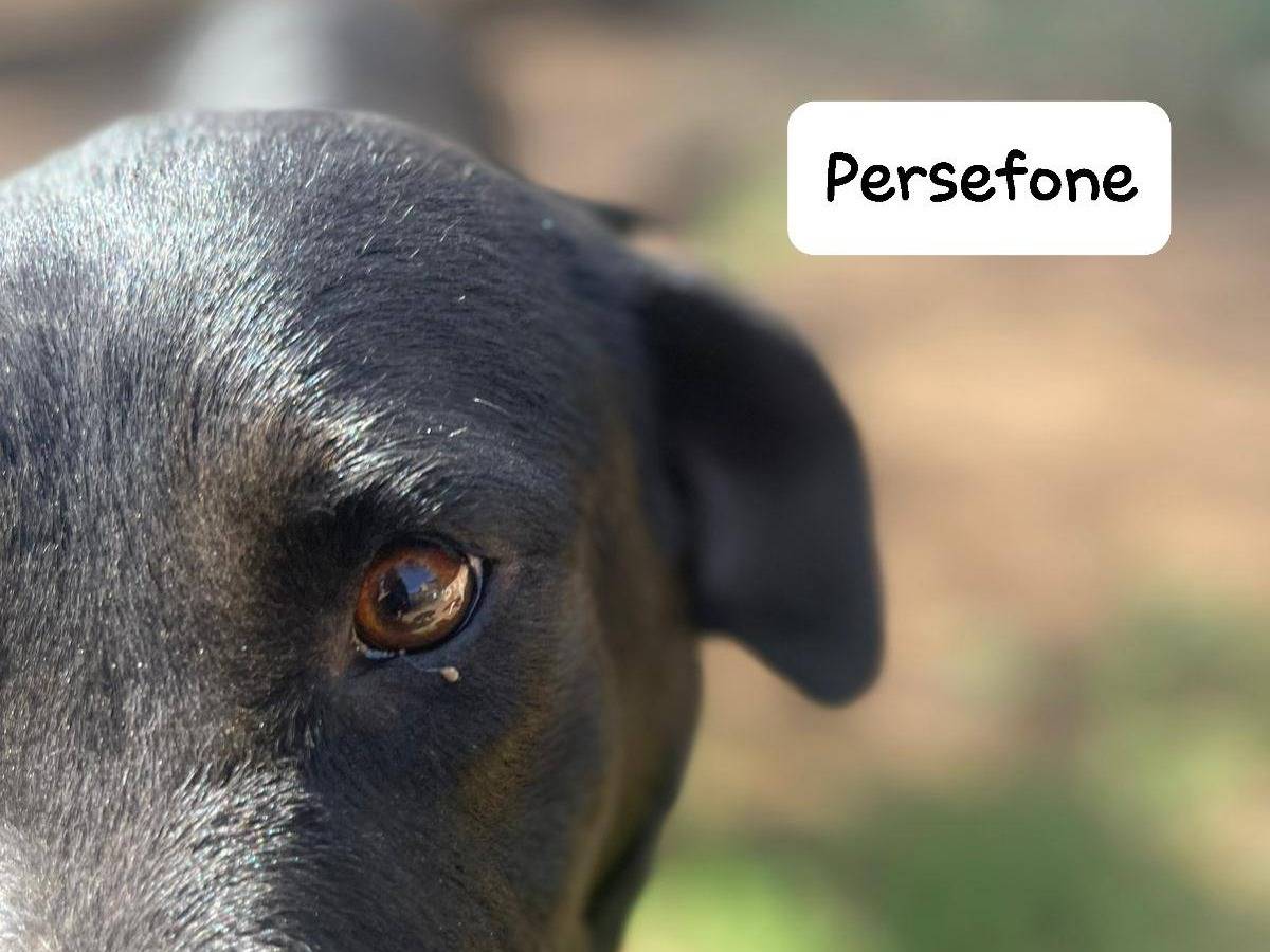 Adotta il cane Persefone a Frosinone