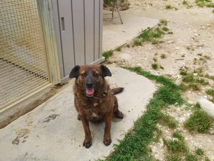 Vuoi adottare un cane a Latina?