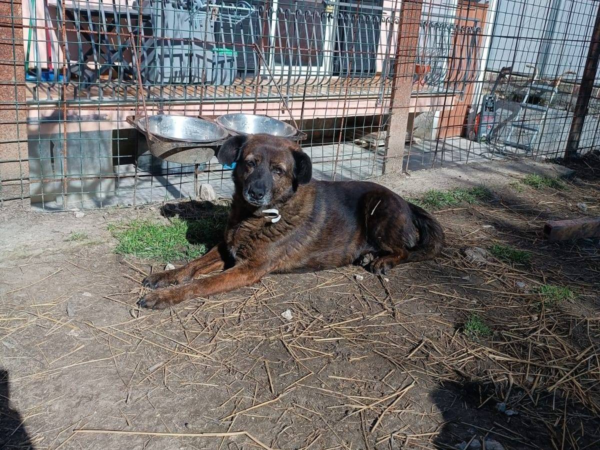 Adotta il cane Cassandra a Latina