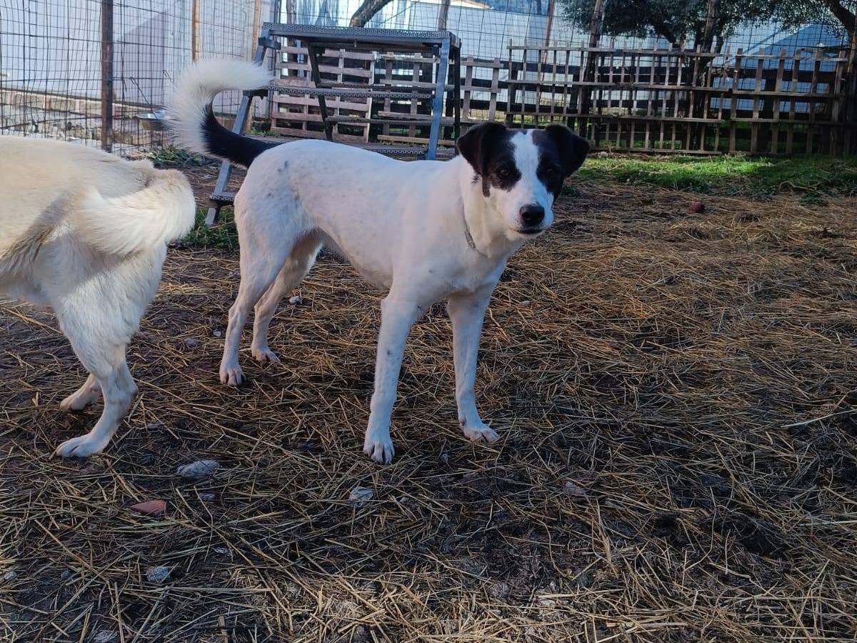 Vuoi adottare un cane a Latina?