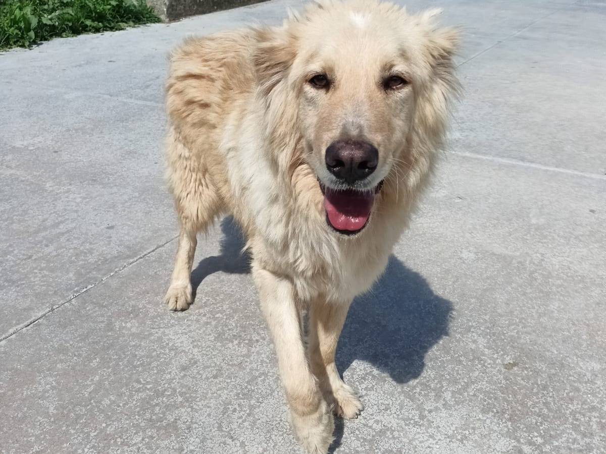 Adozione cane, maschio, Razza sconosciuta Razza sconosciuta, 3 anni e 9 mesi, taglia grande, Latina