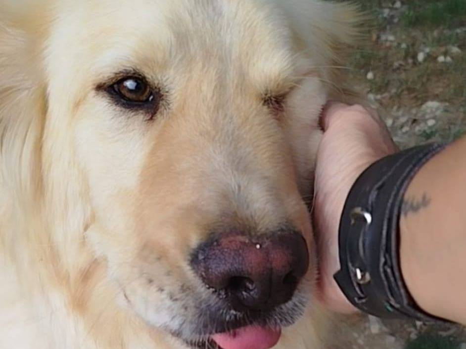 Adotta un cane, maschio, 3 anni e 9 mesi, Latina