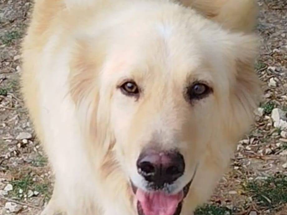 Adotta un cane, taglia grande, maschio, Latina
