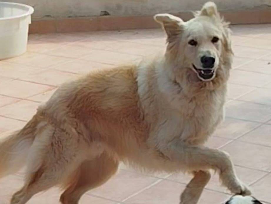 Vuoi adottare un cane a Latina?