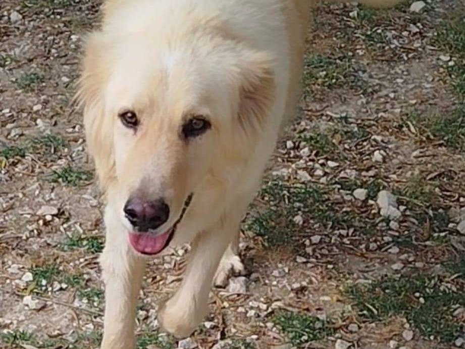 Adotta il cane Master a Latina