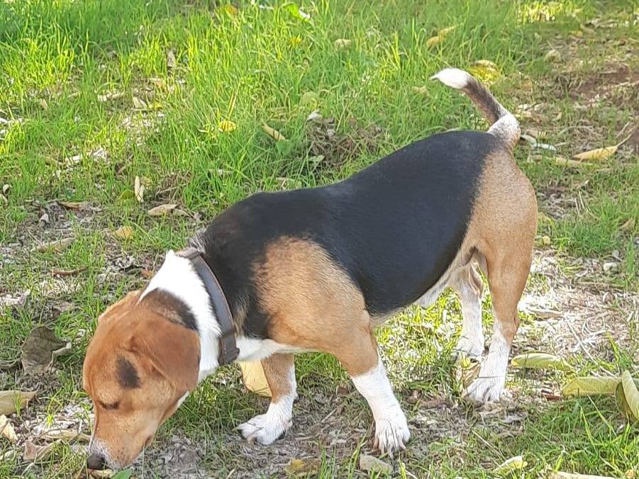 Adotta un cane, maschio, 4 anni e 8 mesi, Frosinone
