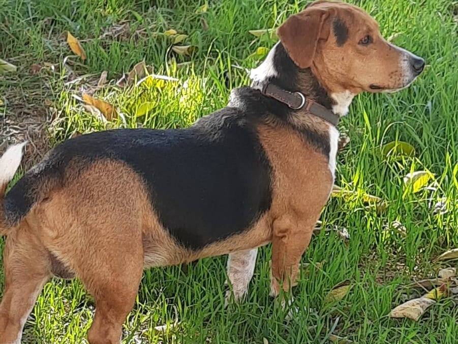 Adotta un cane, taglia media contenuta, maschio, Frosinone
