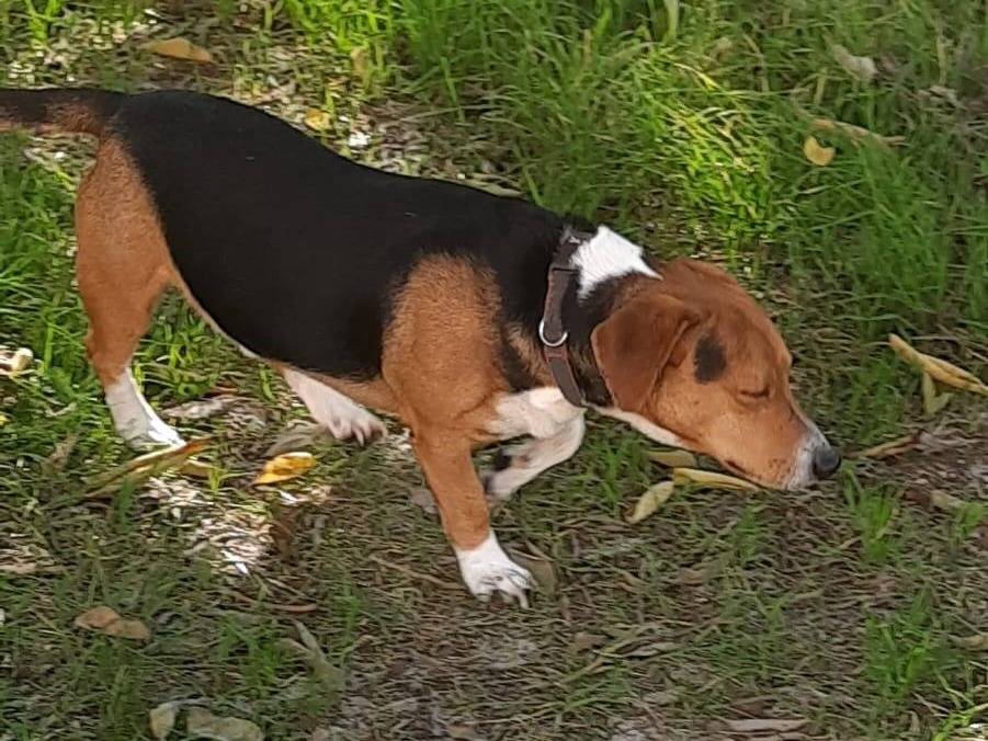Vuoi adottare un cane a Frosinone?