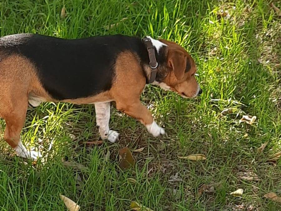 Adotta il cane Bruno a Frosinone